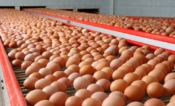 В ЮКО ЗА 2015 год выпустили более 270 миллионов яиц