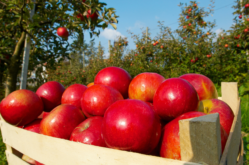 ИТОГИ ГОДА: В Тюлькубасе собрали 2 тысячи тонн яблок
