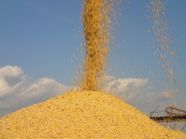 ИТОГИ ГОДА: В Казыгурте собрали 100 тысяч тонн пшеницы