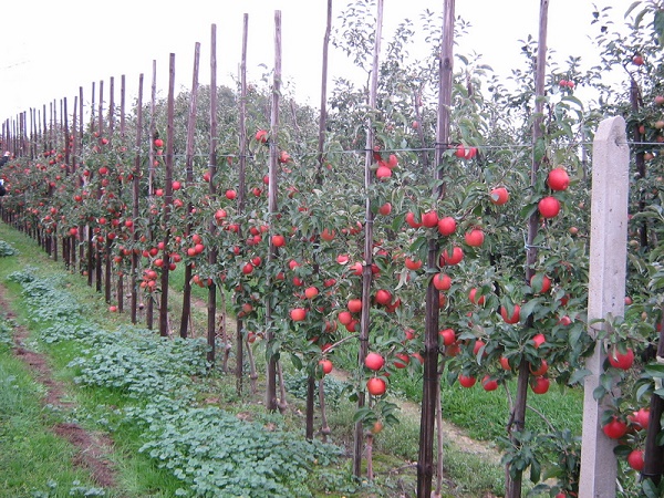 До конца года в ЮКО площадь интенсивных яблоневых садов 2 тыс. гектаров