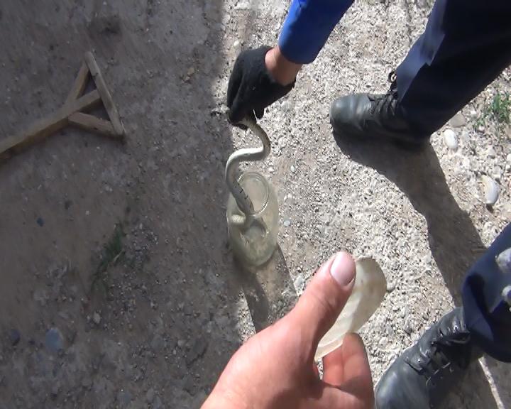 Очередное «нашествие» в Шымкенте. Змеи заползают в дома горожан
