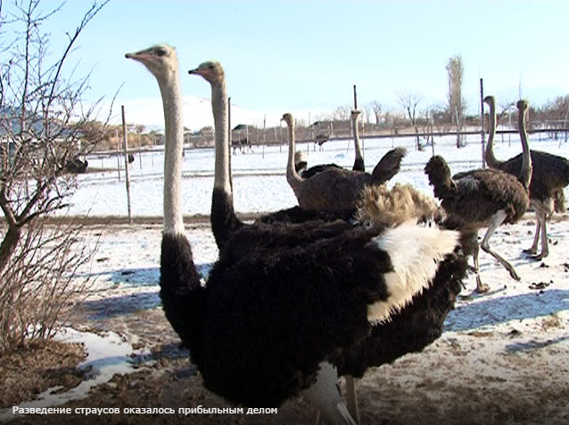 Ферма страусов в Южном Казахстане признана успешным бизнес-проектом