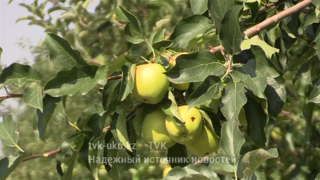 Яблоки для яблочного пюре выращивают в Арысском районе