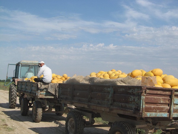 Крестьяне Мактарала экспортировали более 70 тонн арбузов и дынь