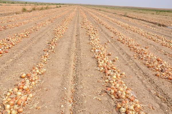 Агрономы Шардары собирают с гектара 85 тонн лука