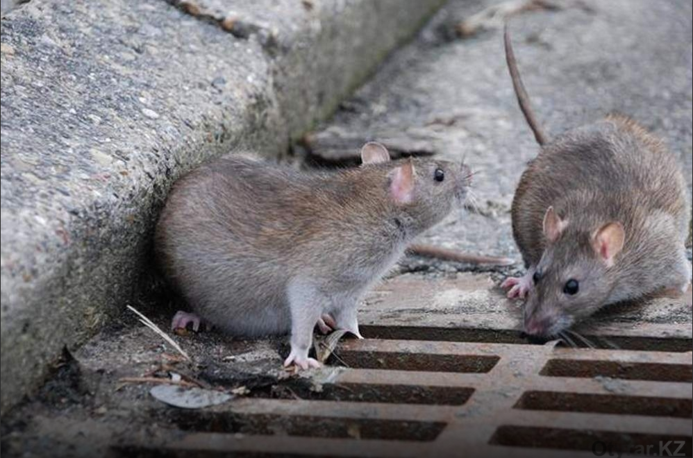 19 миллионов тенге выделено на уничтожение крыс в Шымкенте