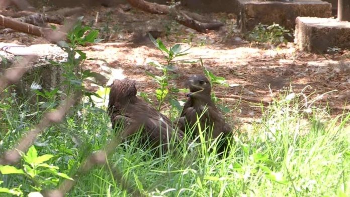 Впервые за 36 лет в шымкентском зоопарке вылупился птенец степного орла