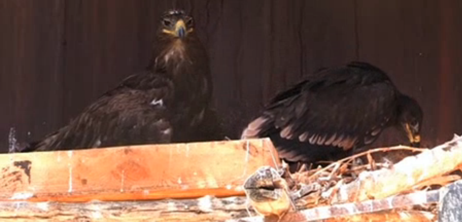 В зоопарке Шымкента впервые за 36 лет принесла потомство пара степных орлов