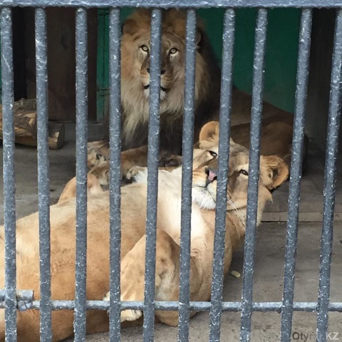 В зоопарке Шымкента на свет появились львята