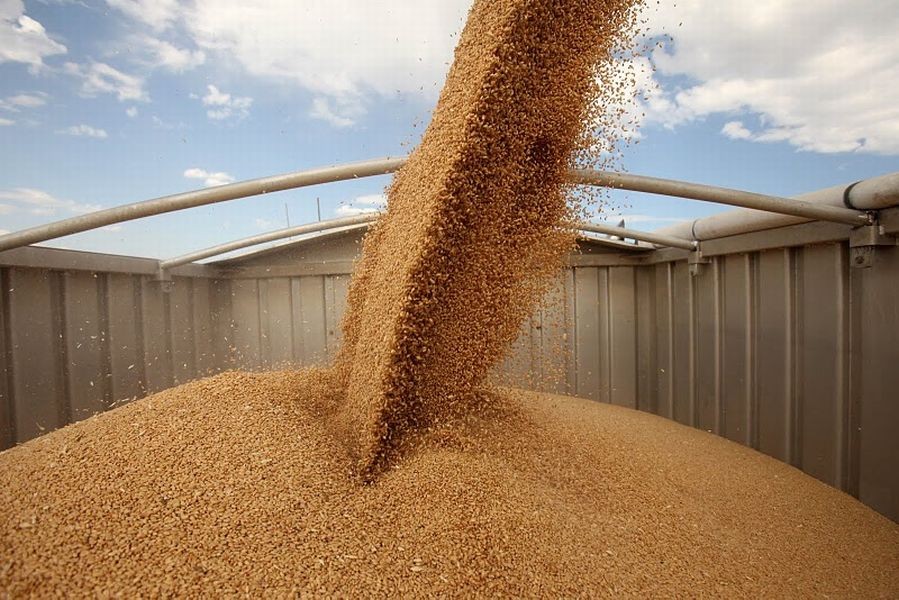 В ЮКО собрано 470 тысяч тонн зерновых культур