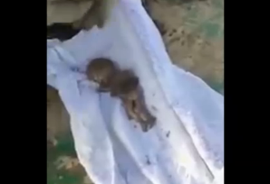Мёртвого младенца нашли в канализации в Шымкенте