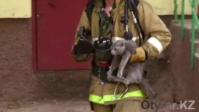 Как пожарные из Шымкента многодетную кошку спасли