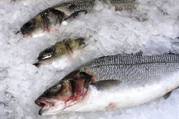 Шардаринская замороженная рыба завоевывает рынки Европы