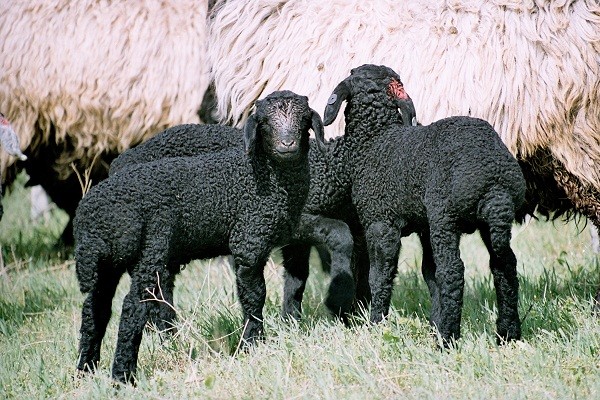 Сузакские фермеры экспортировали в Объединенные Арабские Эмираты более 2,5 тысяч каракулевых овец