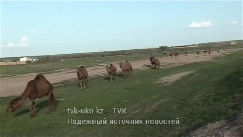 В Шымкент съехались казахстанские верблюдоводы