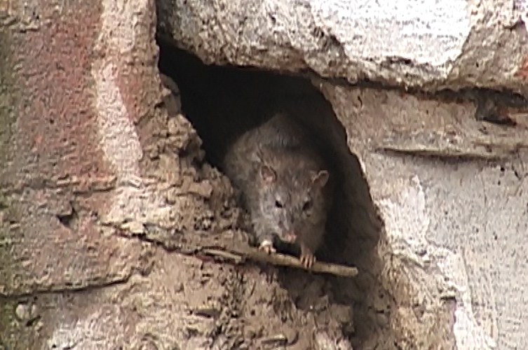 С начала года, в Шымкенте крысы покусали 32 человека
