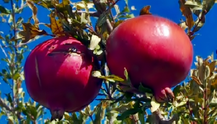 В ЮКО аграрий выращивает экзотические фрукты и ягоды