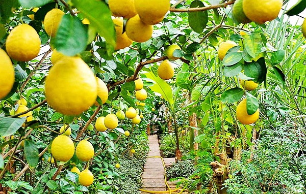 В Толеби развивается хозяйство по выращиванию лимона