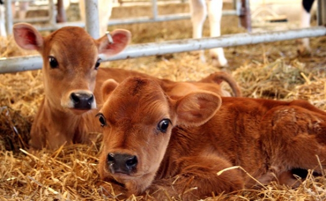 В ЮКО поголовье крупного рогатого скота увеличилось на 4,3%