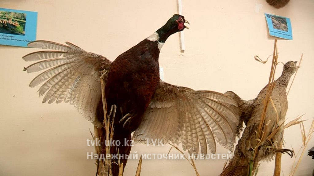 Продлен мораторий на охоту в Сырдарья-Туркестанском природном парке