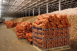 В ЮКО произведено сельскохозяйственной продукции на сумму 415 миллиардов тенге