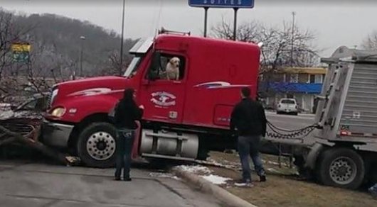 Лабрадор за рулем грузовика попал в ДТП в Миннесоте