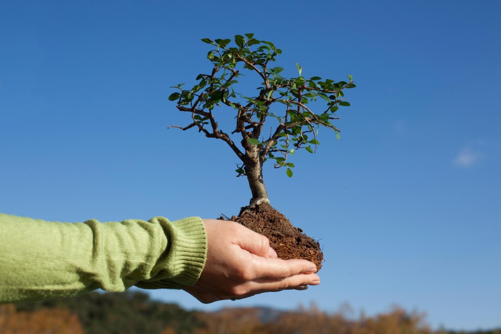 Больше 112 тысяч деревьев высадят в Шымкенте в этом году