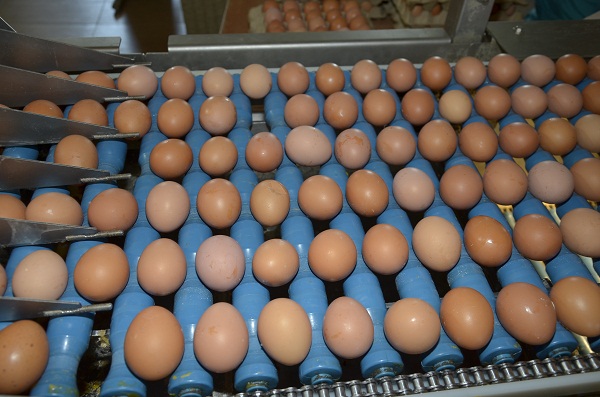 В ЮКО в прошлом году произведено 300 млн. штук яиц