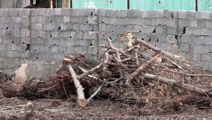 На проспекте Абая предприниматель незаконно вырубил деревья
