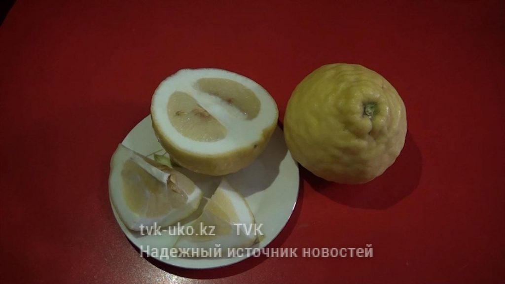 В Южно-Казахстанской области выращивают гибрид лимона и помело