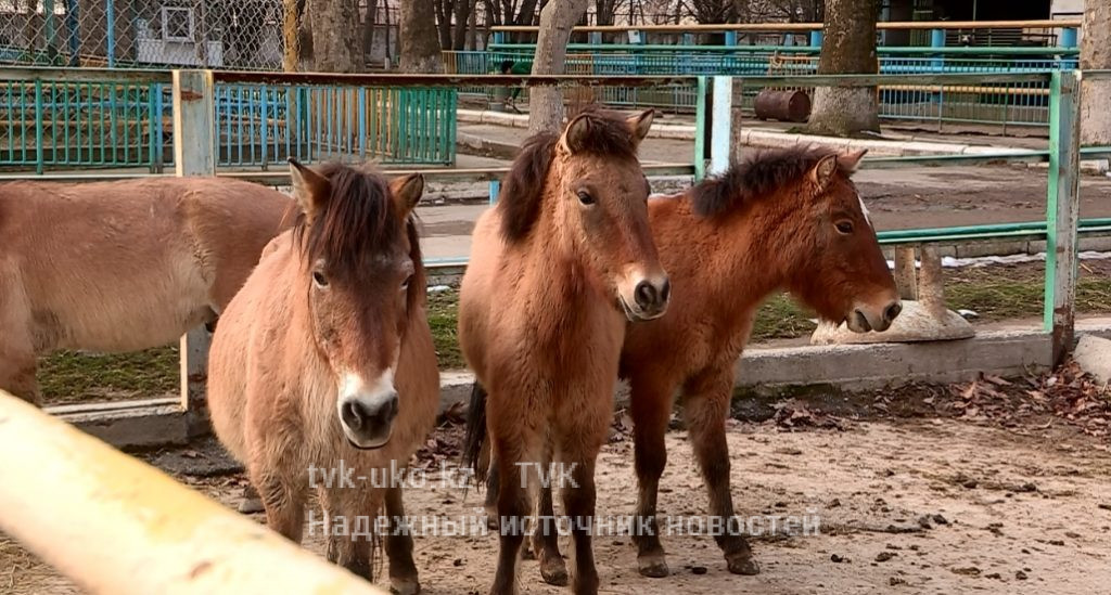 Лошадей Пржевальского из шымкентского зоопарка отправили в заповедник «Алтын Эмель»