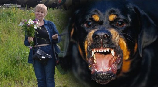 В Шымкенте усыпили бойцовскую собаку, которая насмерть загрызла женщину
