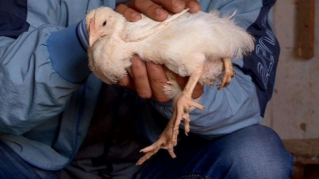 В Шымкенте вылупился трехлапый цыпленок