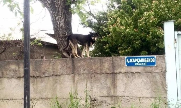 В Шымкенте пес уверен, что он кот