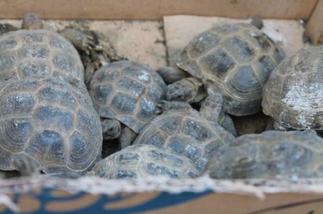 В ЮКО 7000 контрабандных черепах выпустили на природу