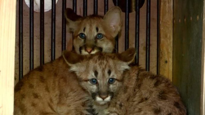 В шымкентском зоопарке новые обитатели — котята американской пумы