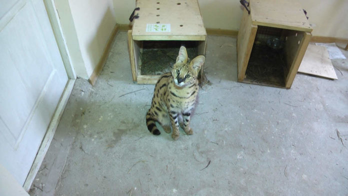 В зоопарке Шымкента новые кошки — краснокнижные сервалы