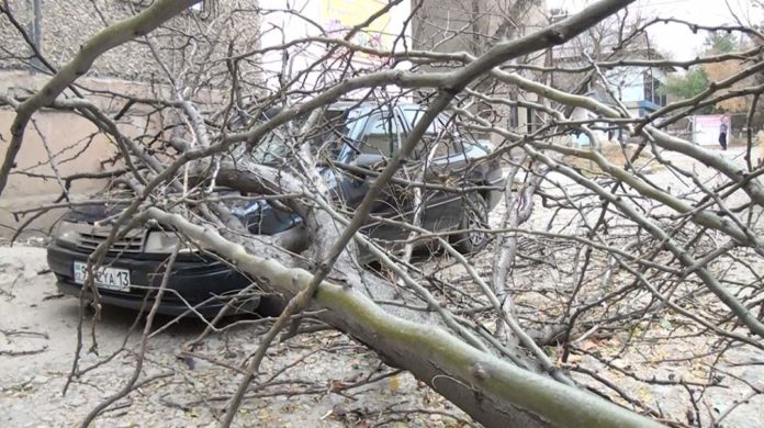 Упавшее от ветра в Шымкенте дерево придавило автомобиль и женщину