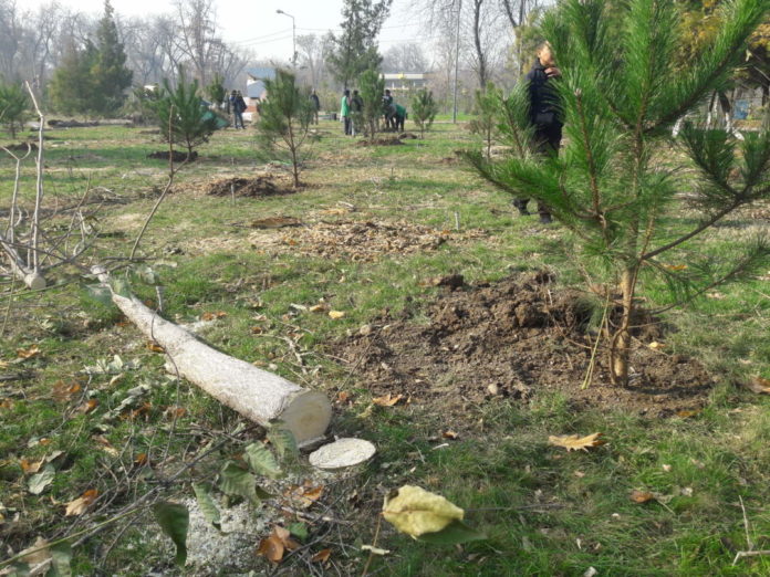 В Шымкенте в парке Абая пилят лиственные, чтобы посадить хвойные (фото)