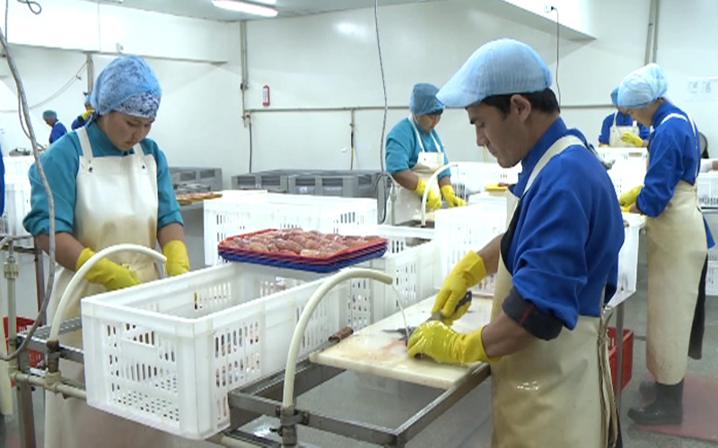 Предприниматель Шардары экспортирует за границу мясо рыбы