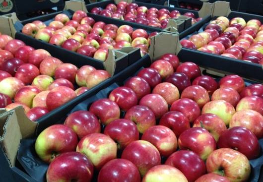 Южно-Казахстанская область будет экспортировать 10 тысяч тонн яблок