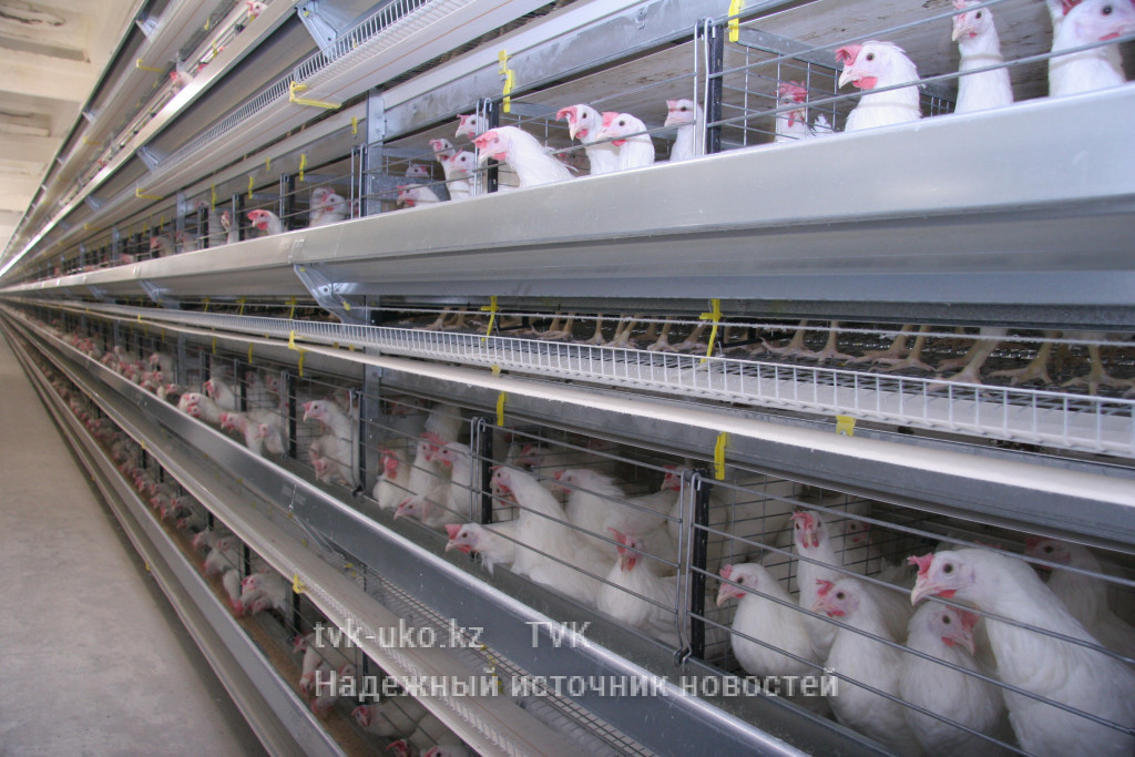 50 тысяч кур вырастили за полгода в Туркестане
