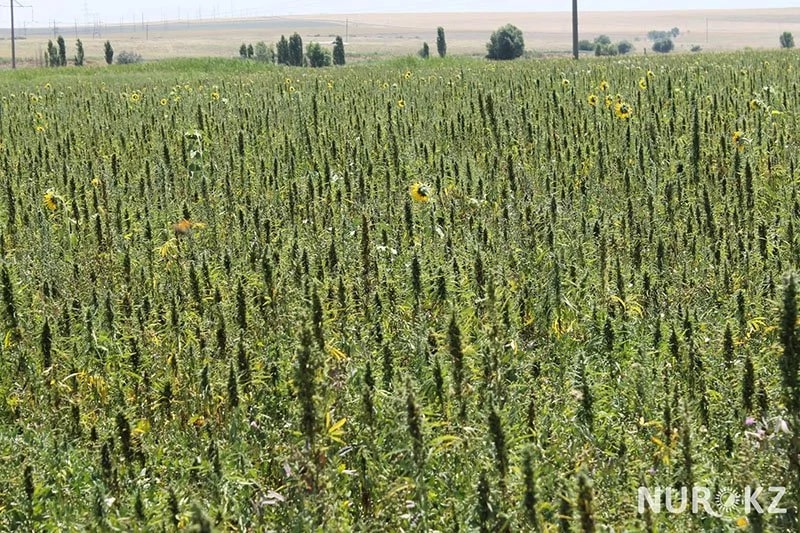 В ЮКО, 38 гектаров земли, засеяно коноплей