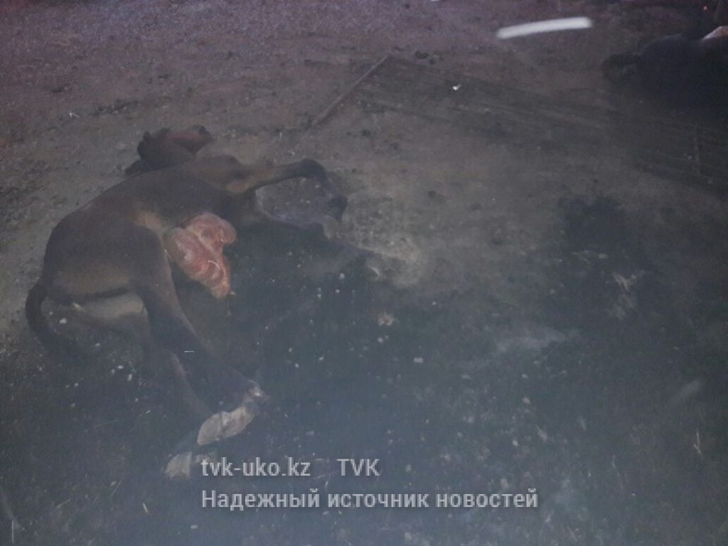 В Тюлькубасском районе в пожаре погибли лошади с жеребятами