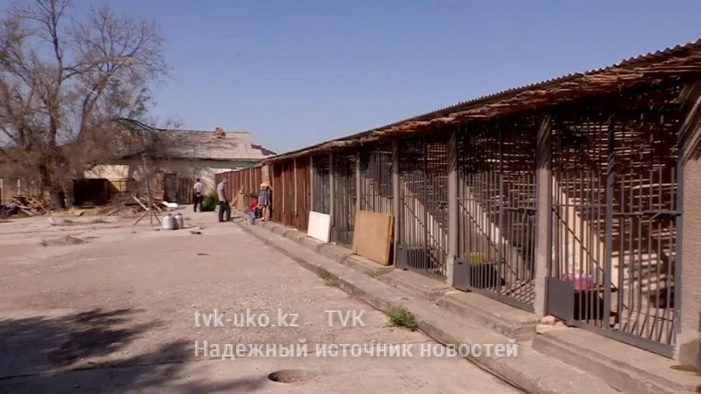 Собачий питомник в Шымкенте нуждается в финансовой помощи