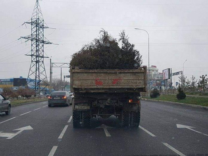 Круговорот елок в Шымкенте